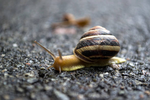 istock Snail crawling on asphalt after rain. Wild nature close up. 1165514145