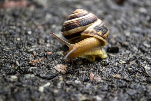 istock Snail crawling on asphalt after rain. Wild nature close up. 1165514174