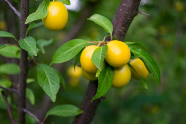 istock Yellow plums on the tree in the garden. Close up. 1165514316