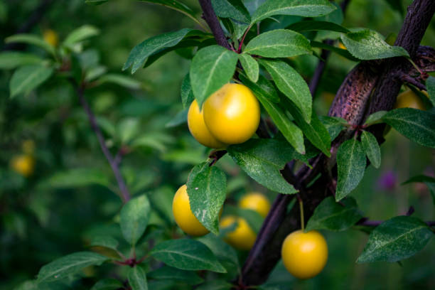 istock Yellow plums on the tree in the garden. Close up. 1165514355