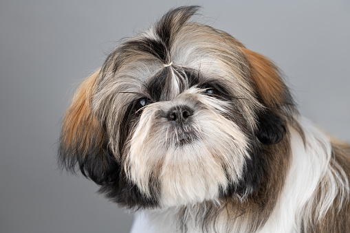 Face Portrait of funny Shi tzu puppy dog