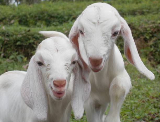 istock Cute white baby goats 1165514385