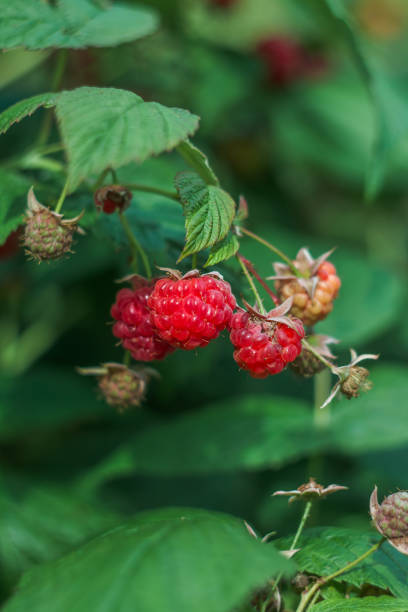 istock raspberries in the garden 1165516422