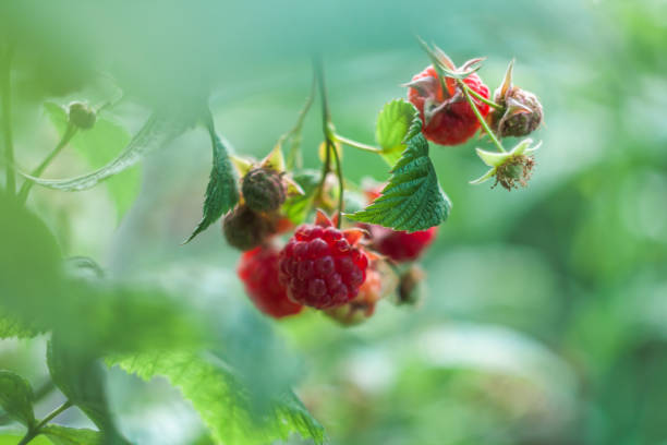 istock raspberries in the garden 1165516563