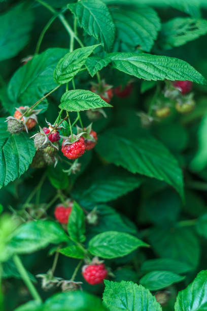 istock raspberries in the garden 1165516586