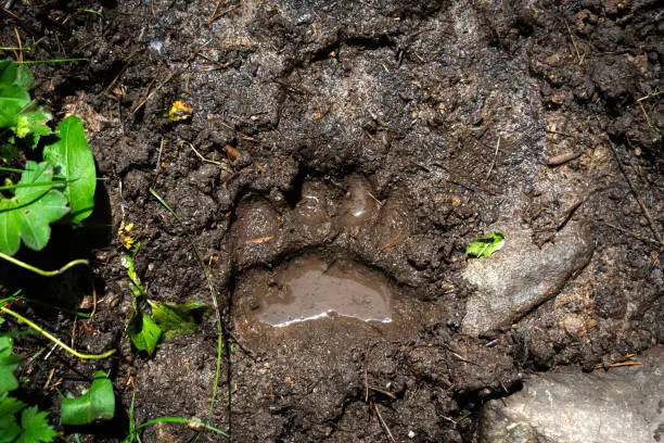 Photo of footprint of a bear paw on wet ground in a forest