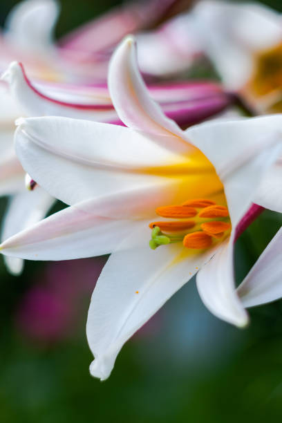 istock close up of white Royal lily 1165517270