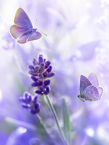 Close-up Lavender flowers with morning dew and flying butterflies in summer morning background . Purple growing Lavender natural background, greeting card