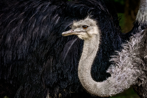 Portrait of a female ostrich in the front of male's black feather