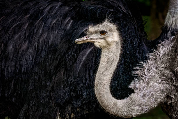 Portrait of female ostrich in front of male black feather Portrait of a female ostrich in the front of male's black feather ostrich farm stock pictures, royalty-free photos & images