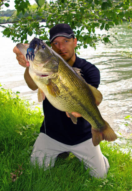 fisherman holding a larg bass fish. Freshwater fishing, lure fishing