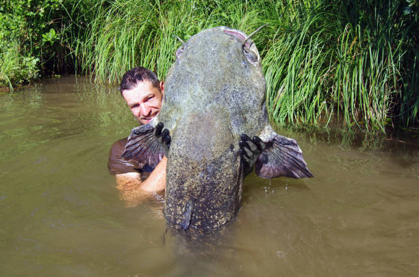 Fisherman holding a giant catfish. Catch of fish, freshwater fishing, monster fish