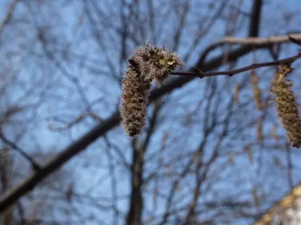 willow earring on a branch on a clear day, Russia