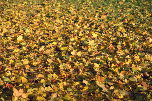 istock Yellow maple leaves on a green grass. 1165519507