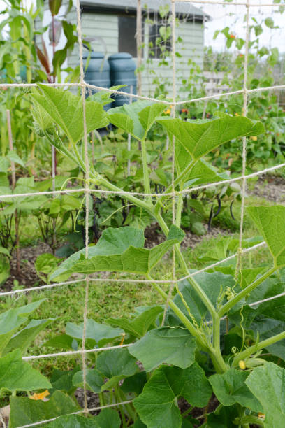 istock Jack-be-little pumpkin vine climbs trellis in allotment 1165519800