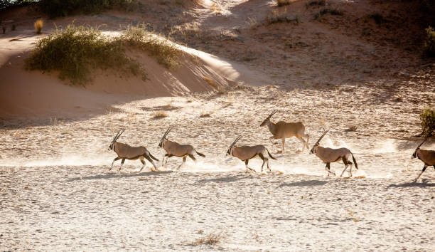 gemsbok et eland fonctionnant sur la dune dans le parc frontalier de kgalagadi - kalahari gemsbok national park photos et images de collection