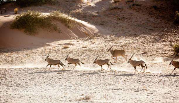 gemsbok ed eland corrono sulle dune nel kgalagadi transfrontier park - kalahari gemsbok national park foto e immagini stock