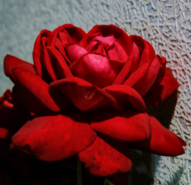 istock bud of red rose against a gray wall 1165520501