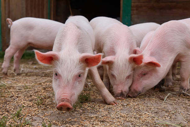 istock Small piglets in the rural farm 1165521110