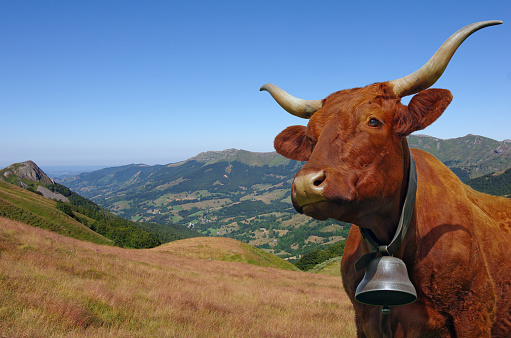 French Salers cow with bell and mountains in background. Cantal, Auvergne, France, Europe