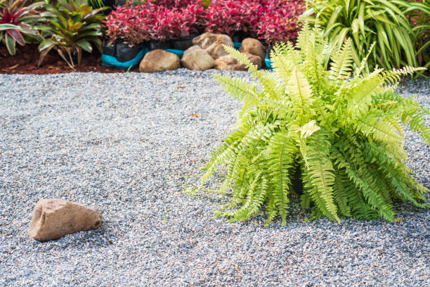 istock Fern plant on the pebble ground 1165521245