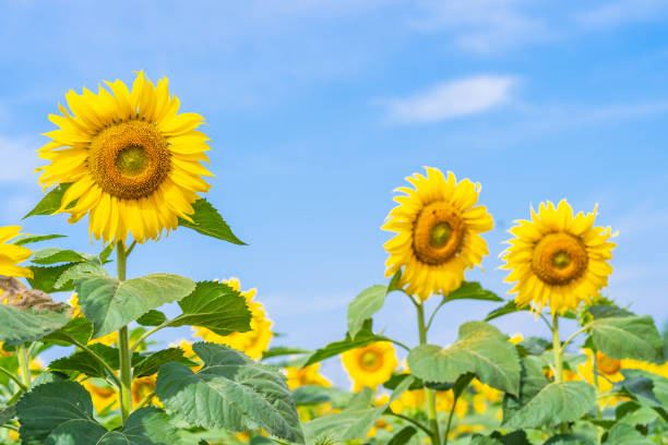 istock Sunflower blooming in field 1165521280