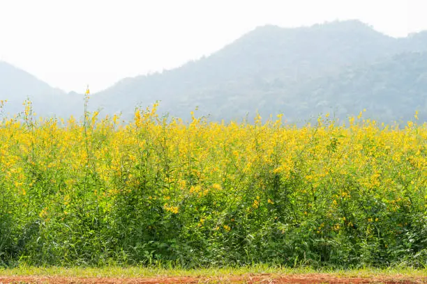 The Sunn hemp or Crotalaria juncea  blossom in field with mountain background
