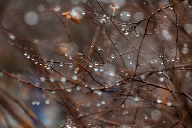 Beautiful tree branches during springtime in Gaija National Park, Latvia. Natural spring scenery of Northern Europe.