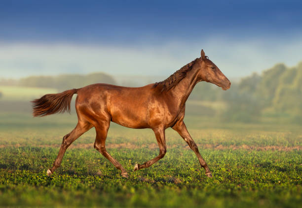 istock Brown horse runs on the field 1165522830