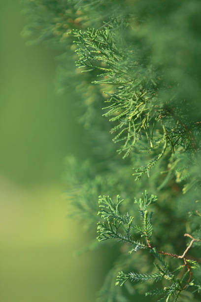 istock High tree arch along the concrete way 1165522994