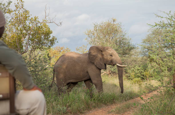 istock ranger and elephant in the kruger park 1165523134