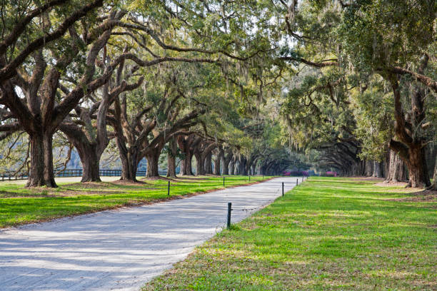 istock Country lane with ancient oak trees draped in spanish moss 1165524695