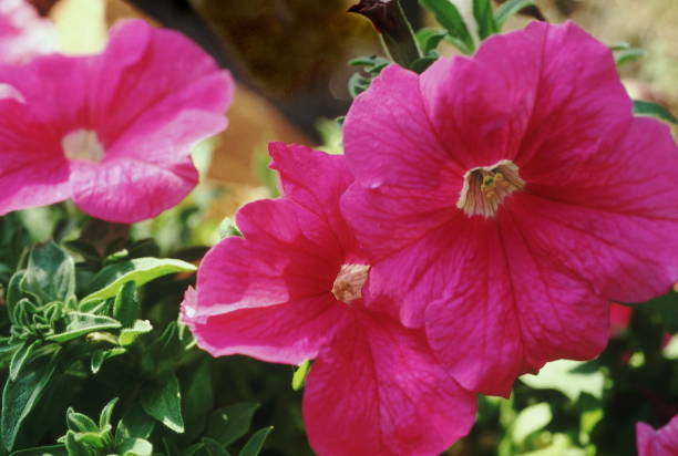 istock Bright pink Petunia flowers. 1165524898