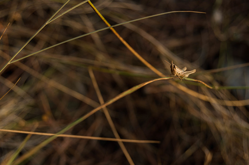 Tiny grasshopper laying over a straw of dryed grass.