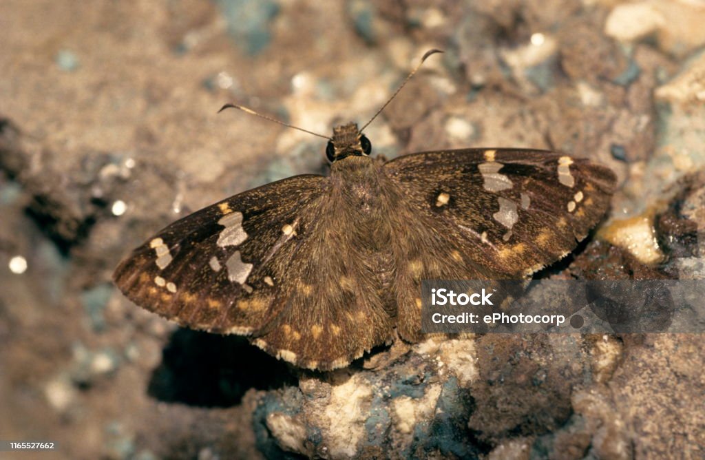 Flat butterfly sitting on rocks. Animal Wildlife Stock Photo
