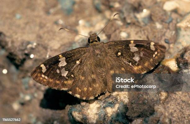 Flat Butterfly Sitting On Rocks Stock Photo - Download Image Now - Animal Wildlife, Animal Wing, Bergamo