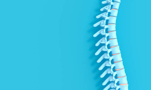 3d render image of a spine on a blue background. 3d render image of a spine on a blue background. concept of health and back problems. spinous process stock pictures, royalty-free photos & images