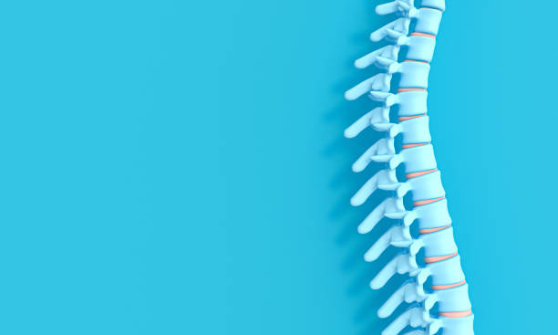 3d render image of a spine on a blue background. - spinal imagens e fotografias de stock