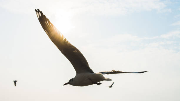 istock Silhouette of a seagull on sky. 1165528385