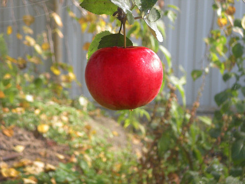 A very red apple close up hanging on a tree in the garden on a blurred natural background outdoors on a nice summer day