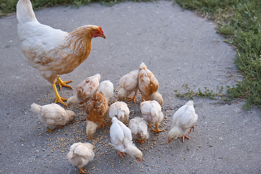 Mother hen and chickens in the yard of farm. Free range red hen and her newly hatched chickens.