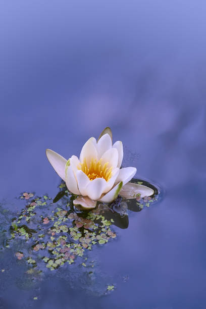 istock White water lily in the  pond 1165529094