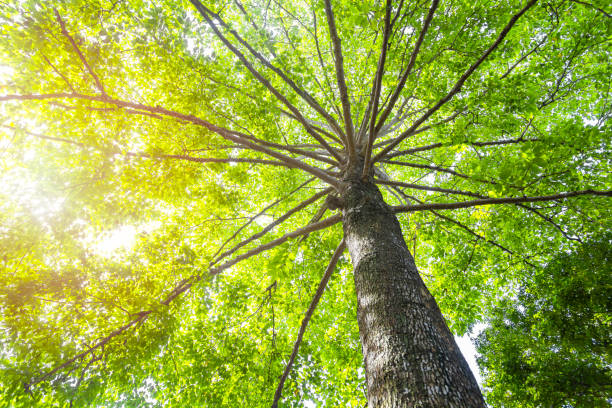 istock Green concept. Top tree with green Leaves shot from below and sun light. 1165529202