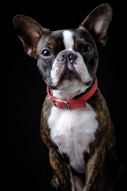 istock Portrait boston terrier pure breed black background closeup 1165529366