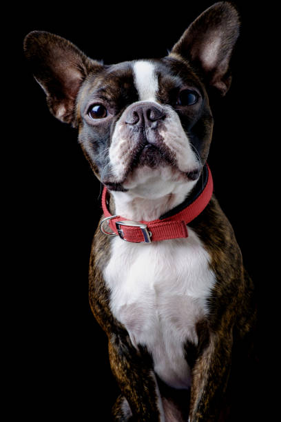 istock Portrait boston terrier pure breed black background closeup 1165529385