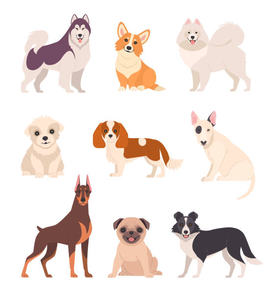 Cute dogs collection. Vector illustration of cartoon different breeds dogs, such as alaskan malamute, corgi, samoyed, border collie, doberman pinscher and pug in flat style. Isolated on white. dog sitting icon stock illustrations