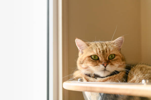 istock Cute brown Scottish Straight cat sleep in house, 1165529812