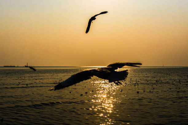 istock Silhouette of seagulls is flying on sunset. 1165531822