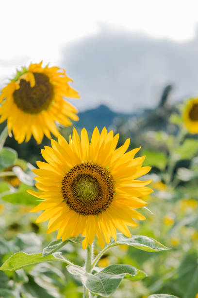 istock blooming sunflowers on a background blue sky. Sunflowers Field 1165533397