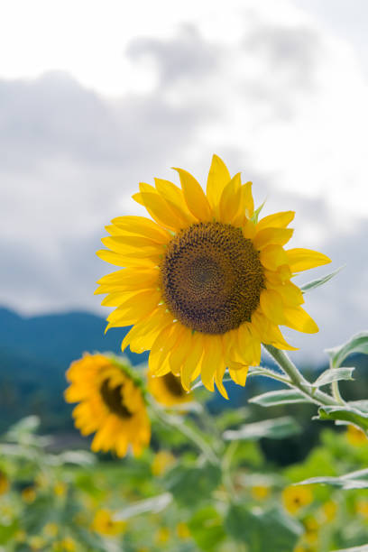 istock blooming sunflowers on a background blue sky. Sunflowers Field 1165533425